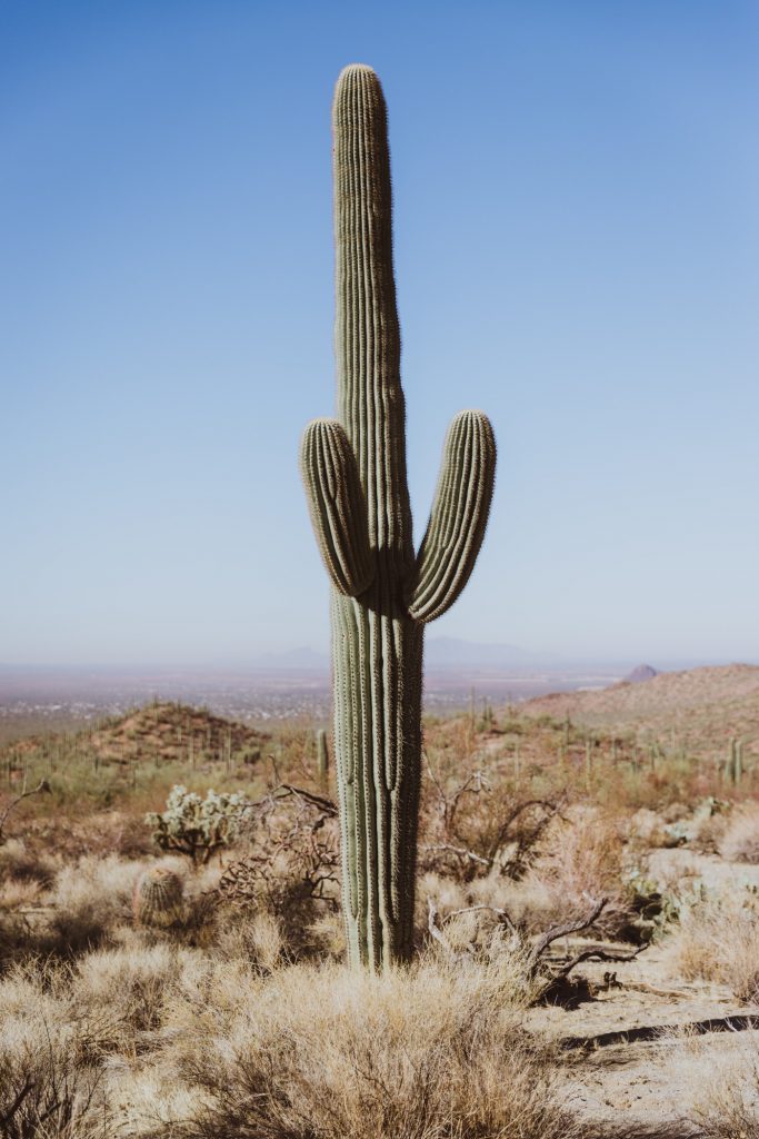 kaktus-in-sahara